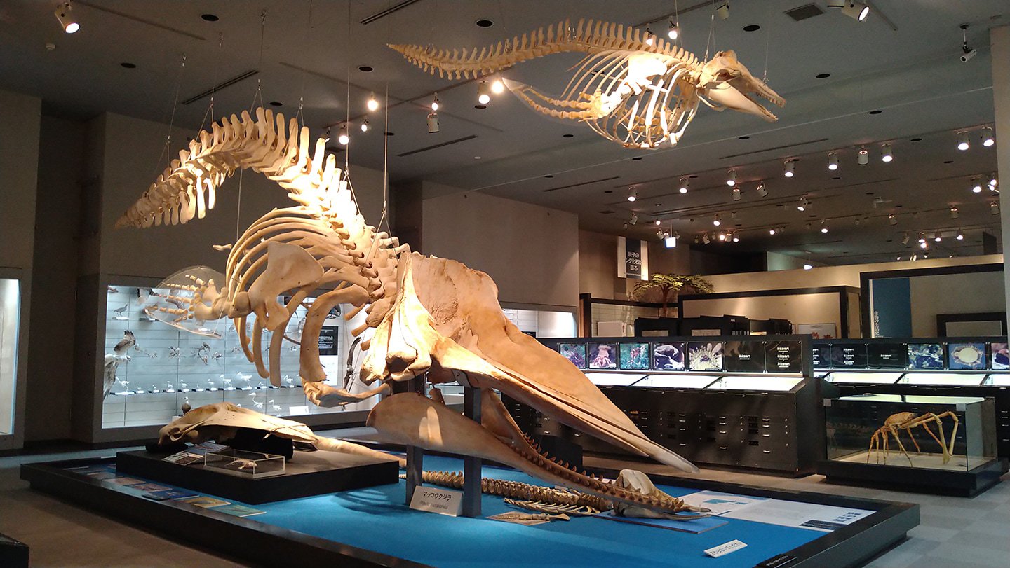 🏛️ 치바 현립 중앙박물관 (지바켄리쓰 주오하쿠부쓰칸) 이미지 7